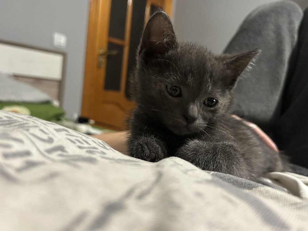 Кошеня, кіт, кішка