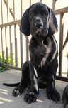 Dog niemiecki czarny