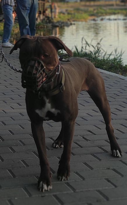 Чёрный кобель питбультерьера, ККУ, WKU