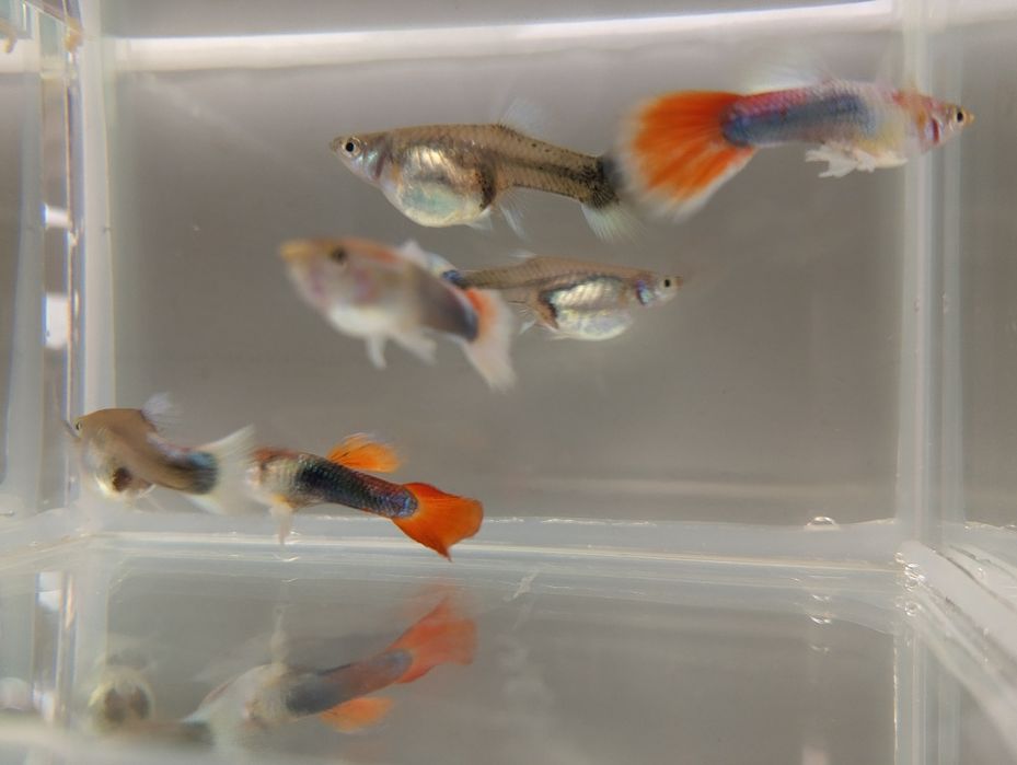 Gupik tuxedo kolorowe gupiki