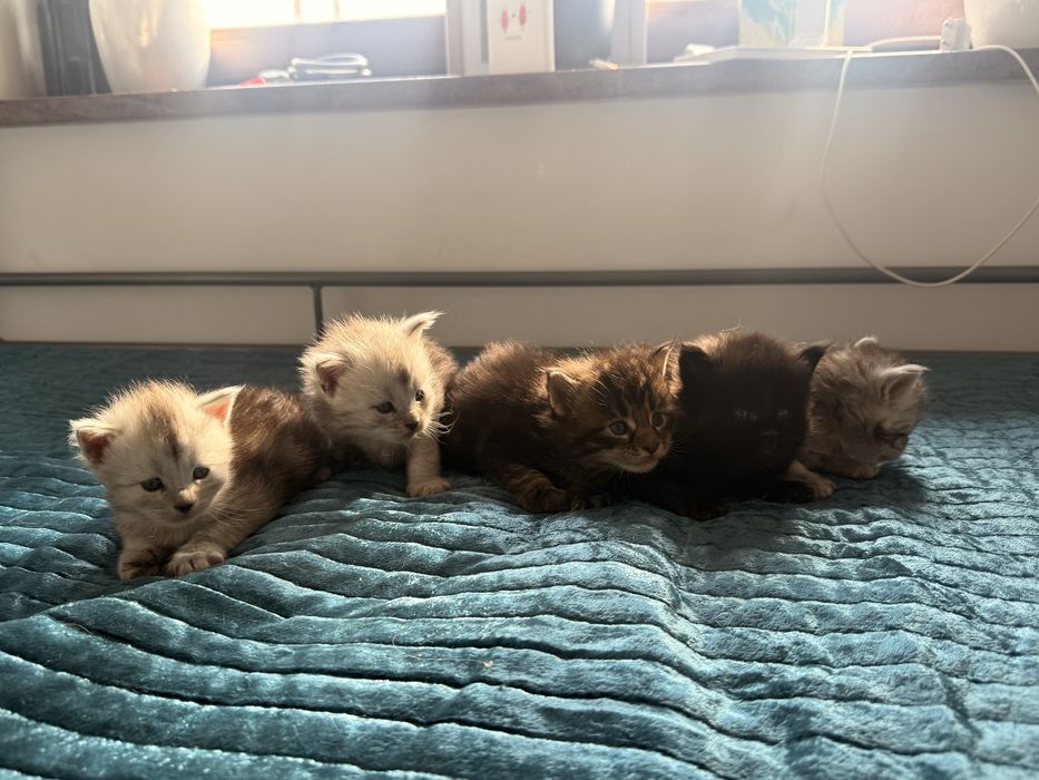 Kocurek Maine coon czarny klasycznie pręgowany linia shaded