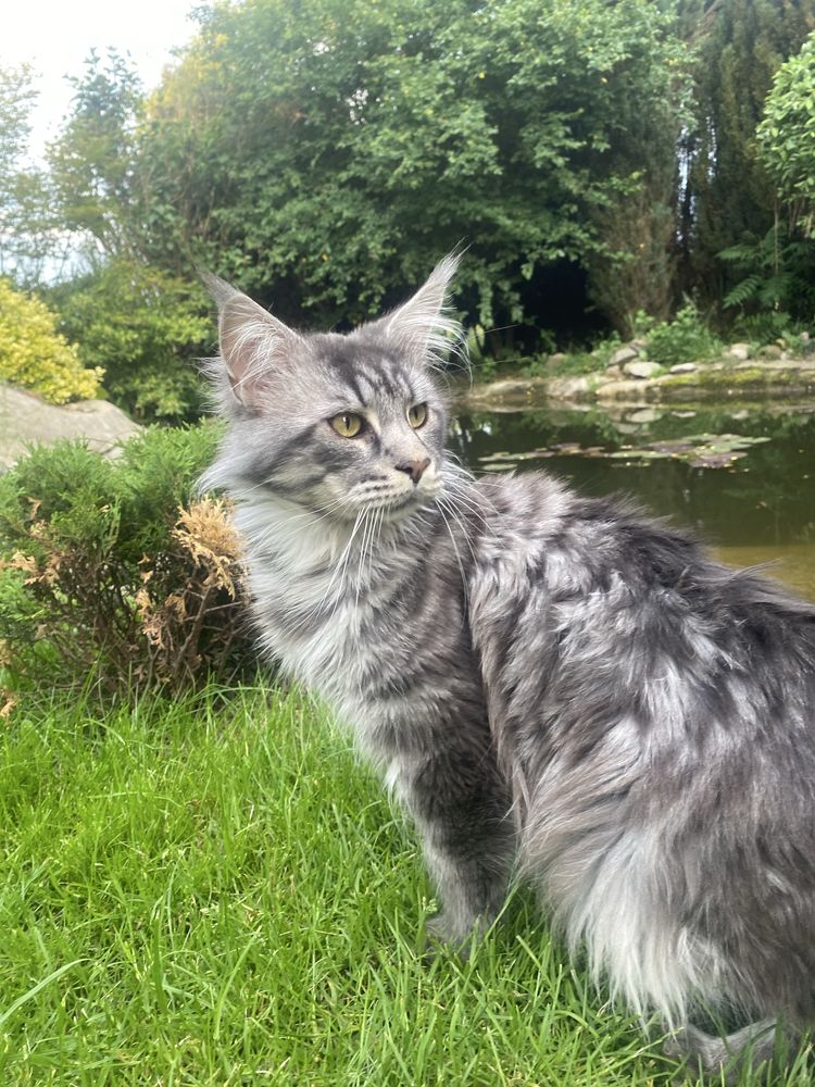 Maine Coon kocurek
