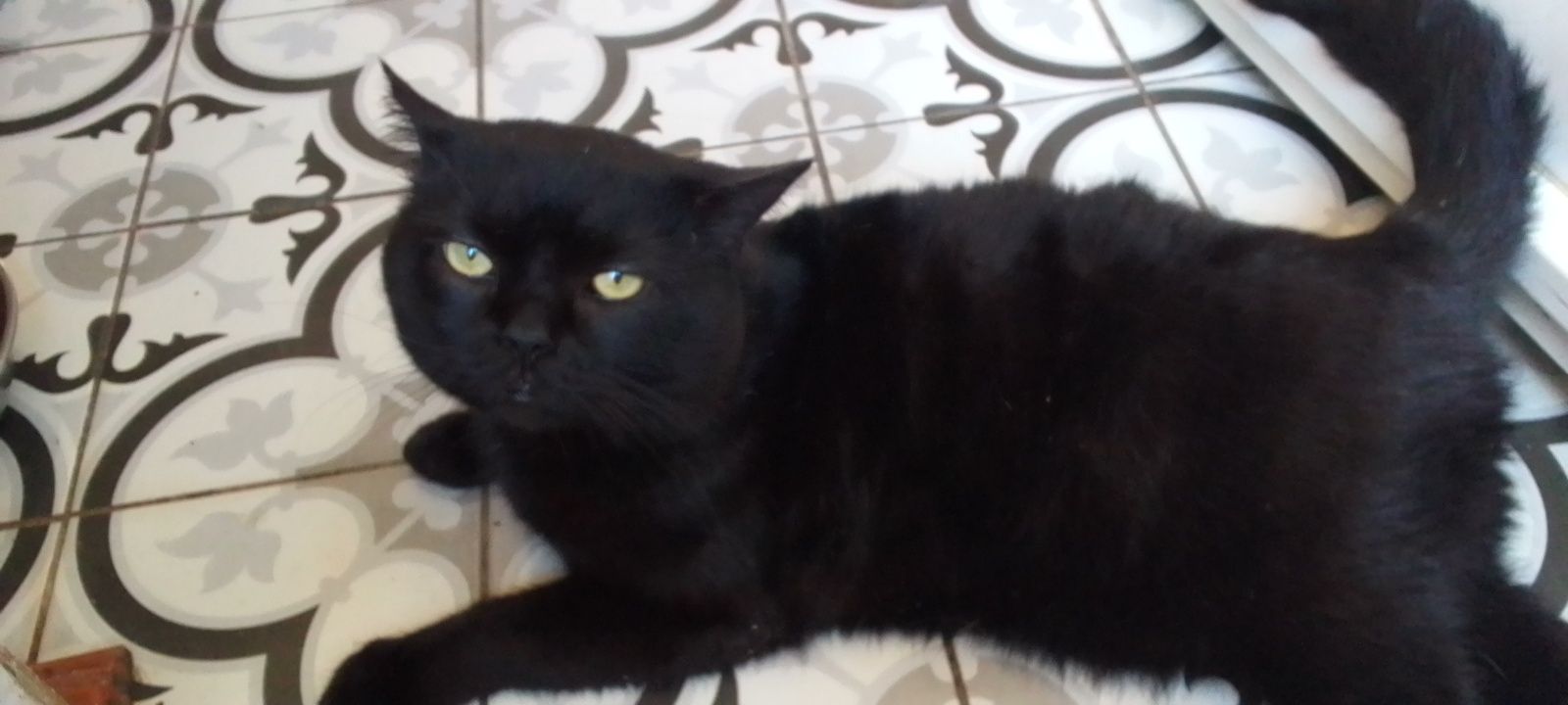 В хороші руки Коти