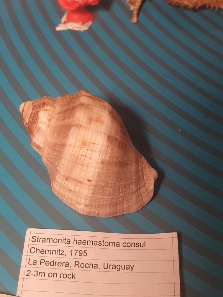 Muszla  Stramonita haemastoma f.consul