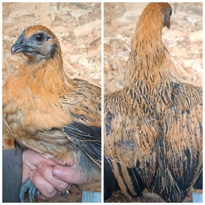 Петухи и инкубационное яйцо Люйкенданзи