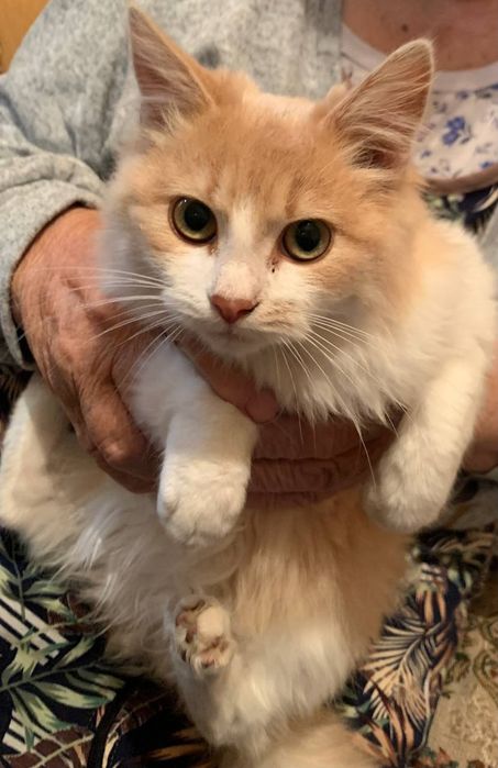 Отдам котенка в хорошие руки.