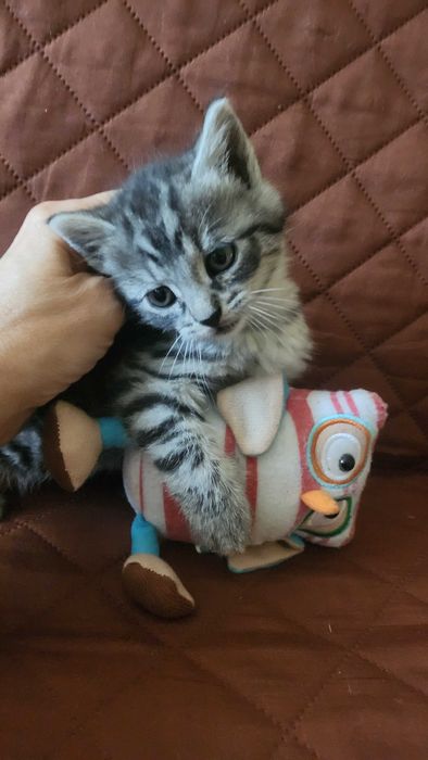 ZDROWE,serdeczne kocieta,kochajace zwierzeta!