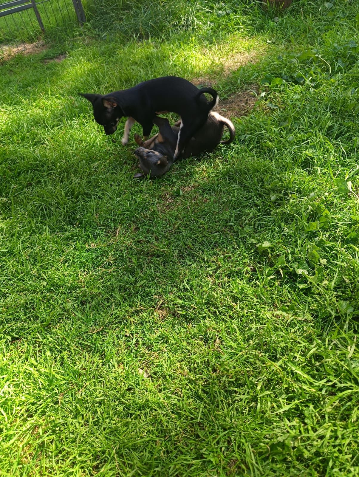 Chihuahua sunia ***