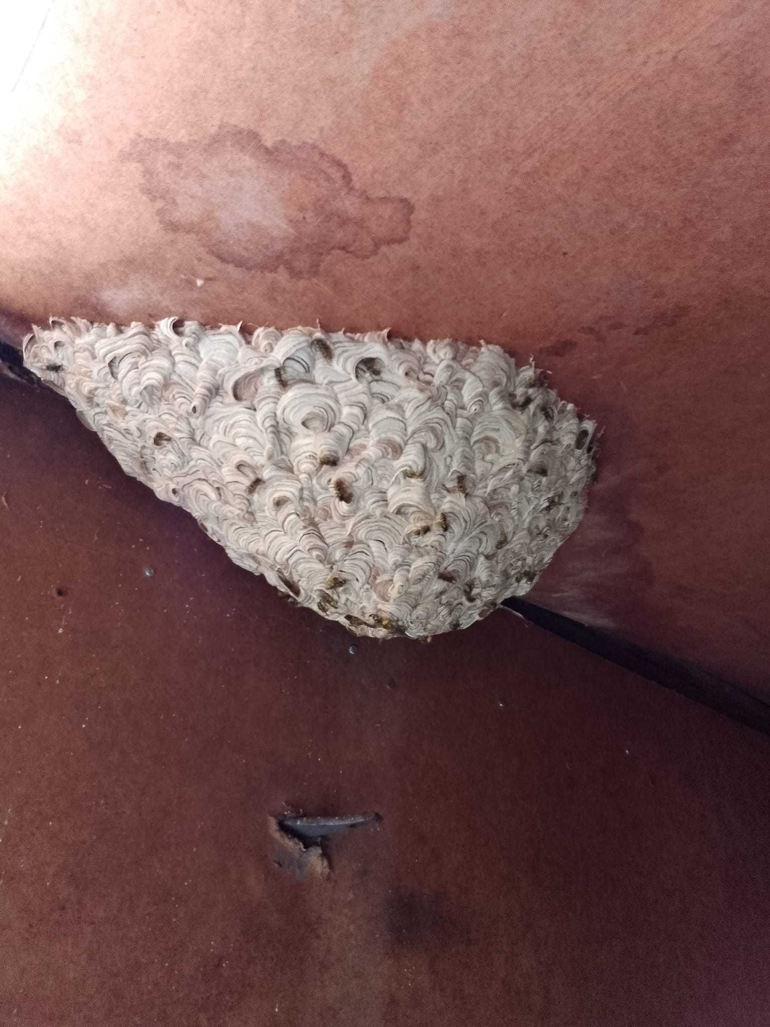 Dezynfekcja Dezynsekcja Deratyzacja Ozonowanie ZZ insektoff