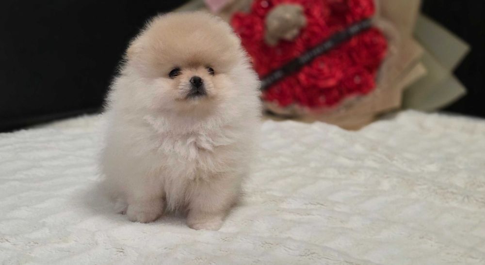 Piękna suczka  Pomeranian szpic miniaturowy kolor cream FCI