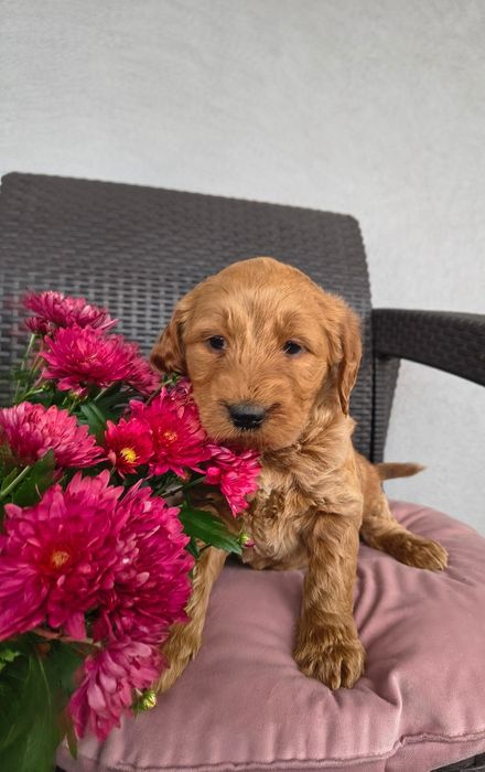 Goldendoodle f1 , szczeniak, suczka