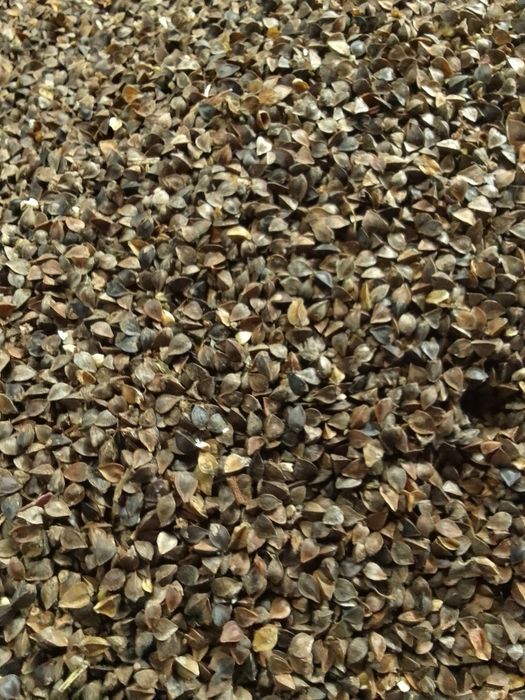 Sprzedam gryke ekologiczna, nie pryskana