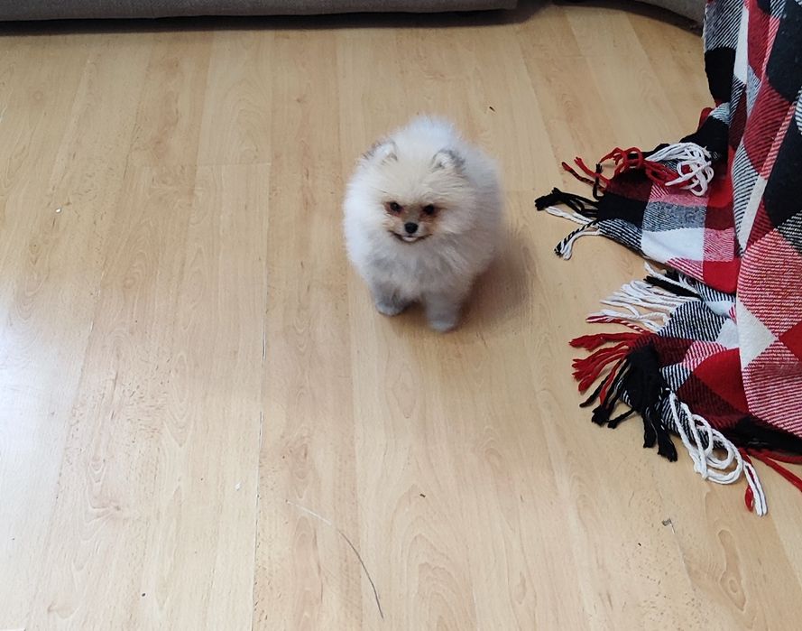 ! Маленькі ! Цікаві! Шпіци!