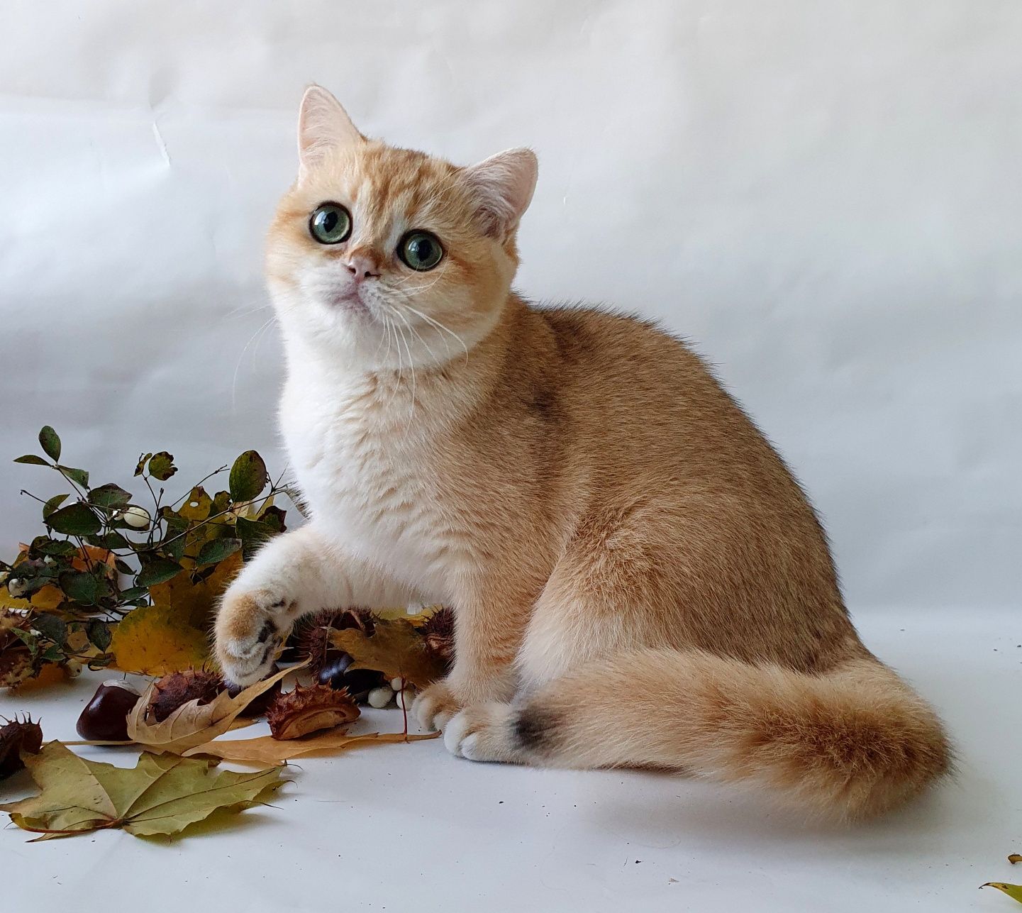 Белый, черный, рыжий, золотой есть котята у нас всех окрасов. Киев