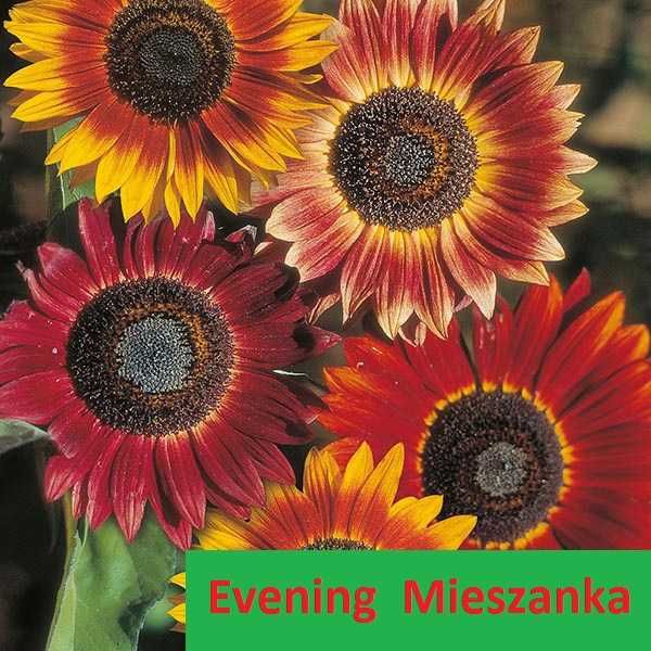 Słonecznik ozdobny nasiona EVENING mix mieszanka * faktura - paszport