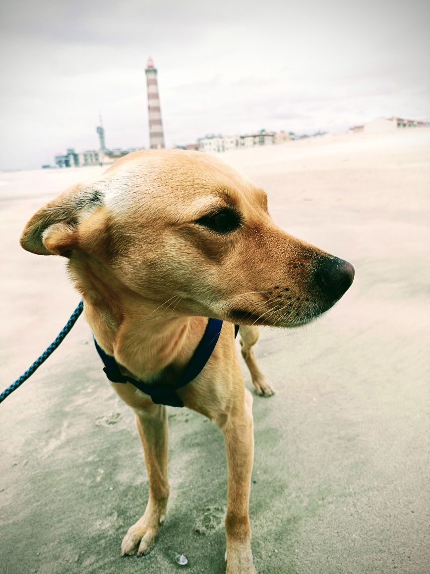 Cão para adoção 'Lucky'