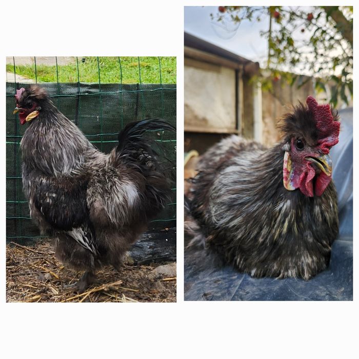 Galos de várias raças para venda