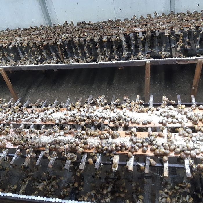 kokony I oseski ślimaka Maxima Muller