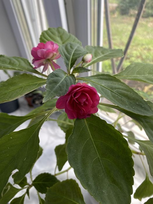 Кімнатна рослина Бальзамін махровий (Ванька мокрий)