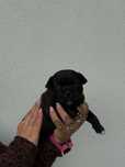 Staffordshire Bull Terrier