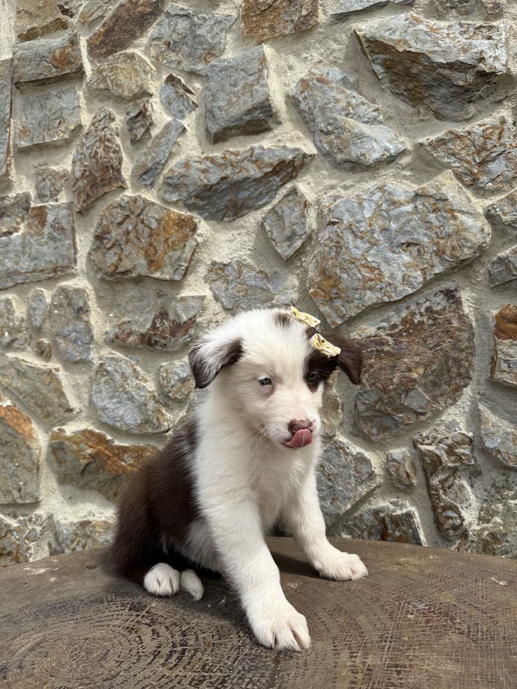 Border collie castanha