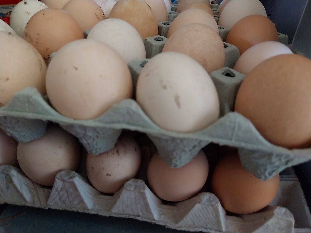 Jajka wiejskie do spożycia i inkubacji