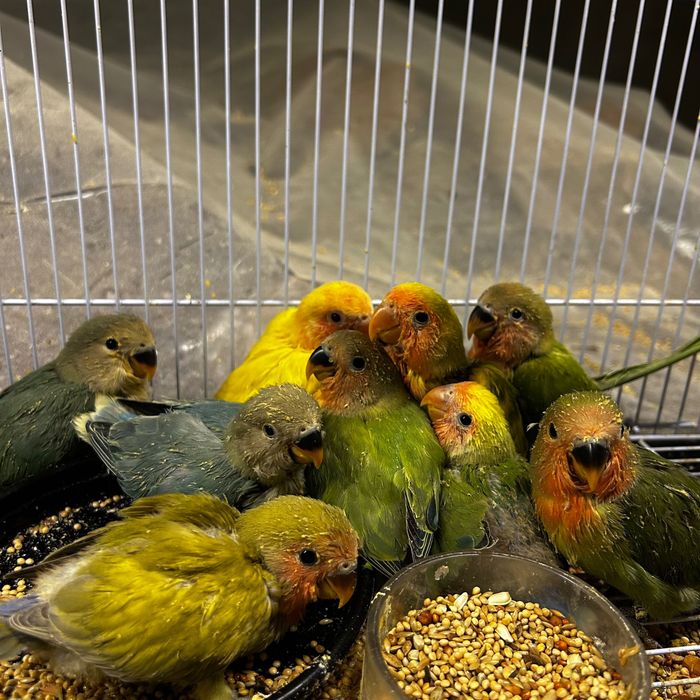 Agapornis para acabar de criar há mão