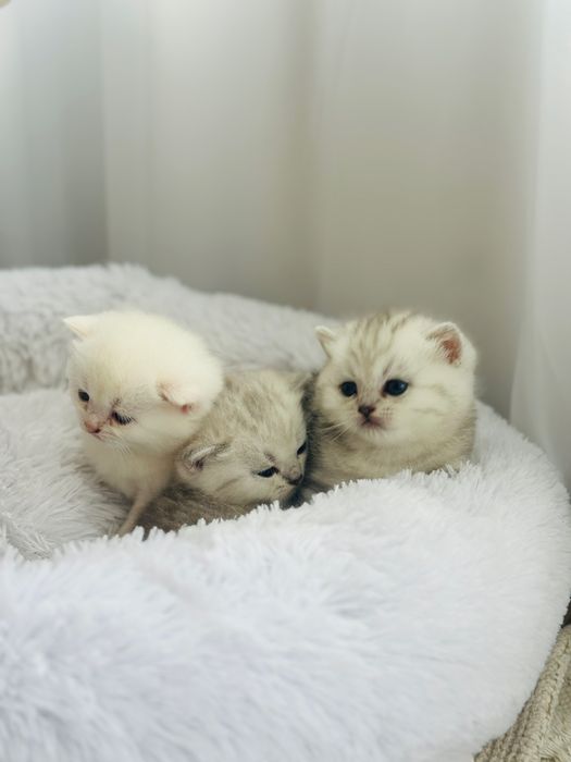 Кошенята сріблясті британські шиншили