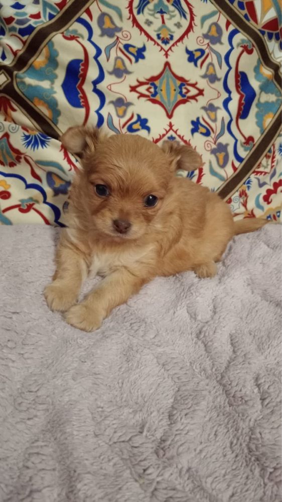 Chihuahua caramelo pelo comprido mini
