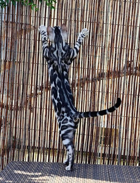 Bengal Silver — Elegância Selvagem Linhagem de elite | Vi'ana Cats