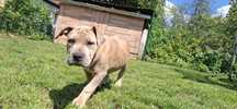 American staffordshire terrier amstaff merle ostatnia dziewczynka
Pra