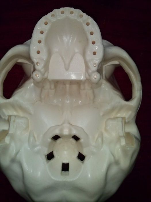 podstawa czaszki czaszka szkielet Tajemnice ludzkiego ciała Dagostini