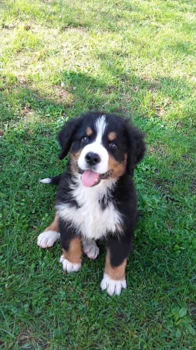 Berneński pies pasterski berneńskie z metryką i czipem