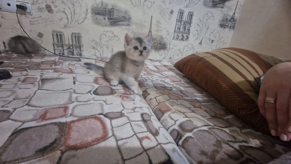 Шотландские котята