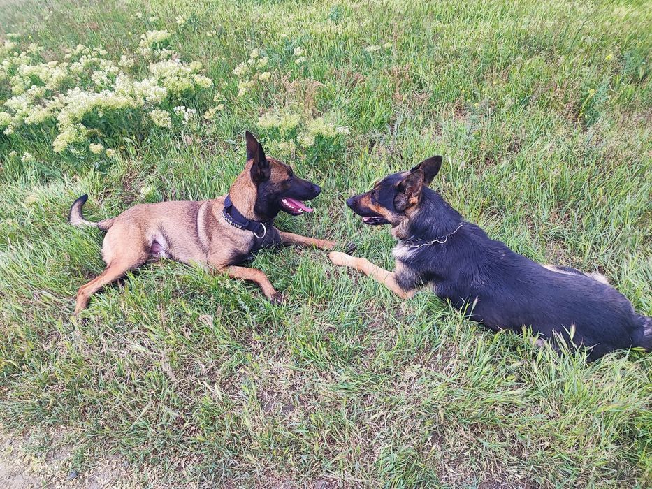 Продам Щенков. Дуже гарна охорона