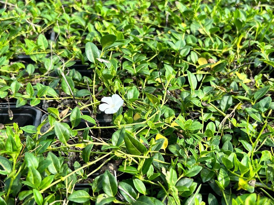 Barwinek pospolity 'Elisa' Miniaturowy Okrywowy (Vinca minor) 0.5L