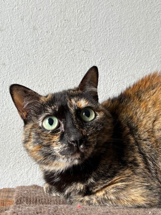 Gata para adocao (carolina)