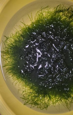 Яванский мох для аквариума