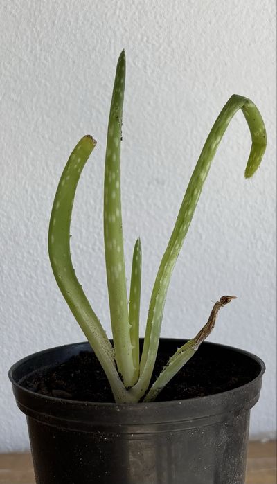 Aloe Vera individual vários tamanhos