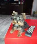 Mini Yorkshire Terrier Miniaturowa Suczka