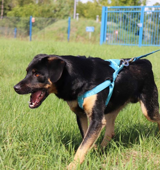Kokos szuka domu