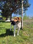 Rico w typie Beagle! Uratuj go przed samotnością dom stały/ tymczas