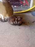 Gatinhos para adoção