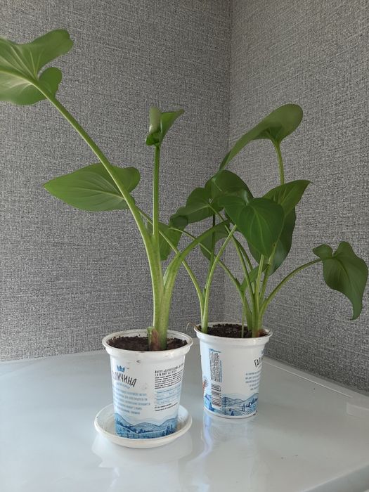 Кали домашні квіти продам