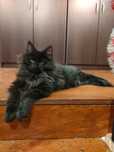 Śliczny kotek czarny maine coon