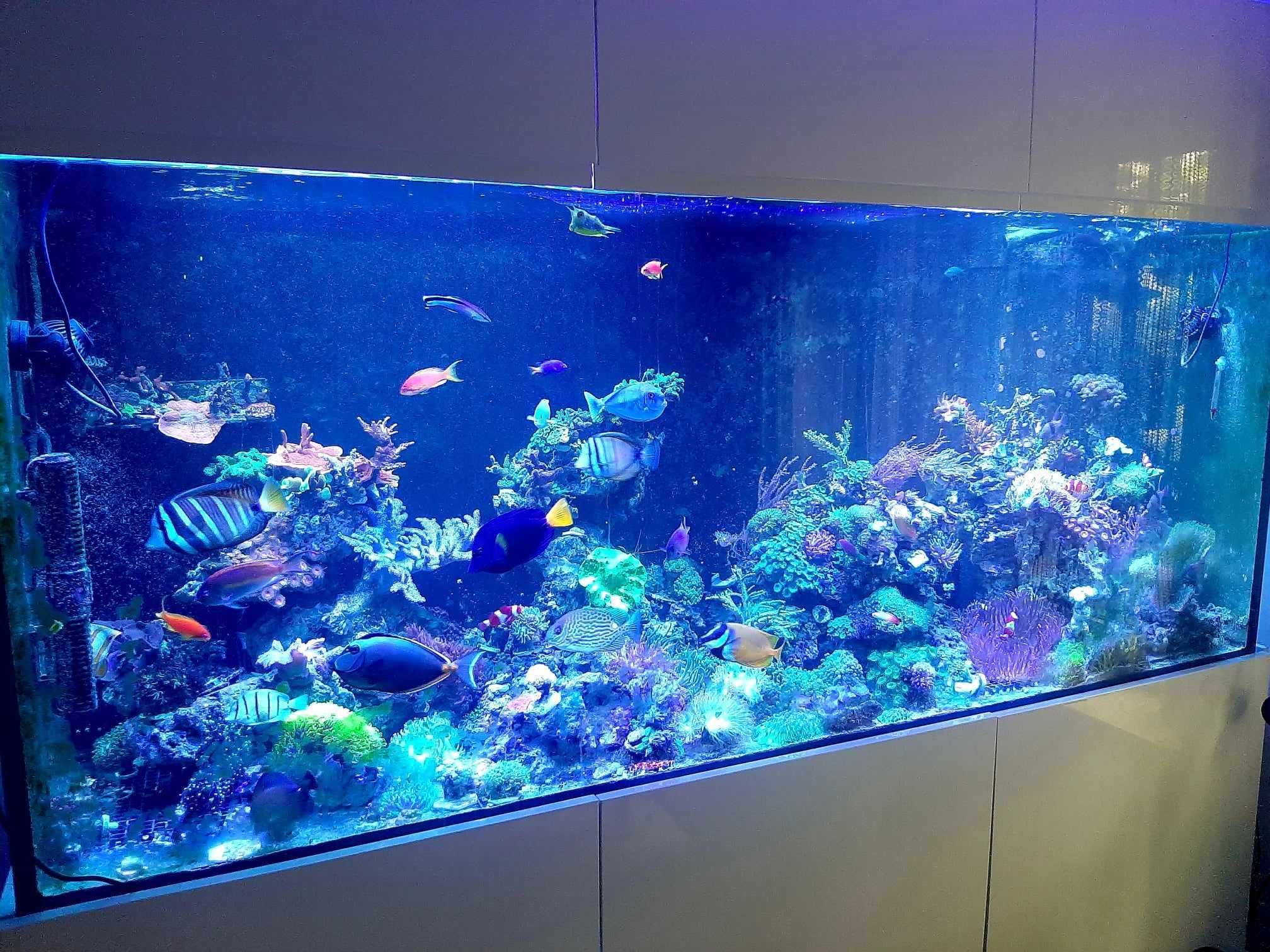Twoje wymarzone akwarium morskie 2m 200cm, 1000L full opti