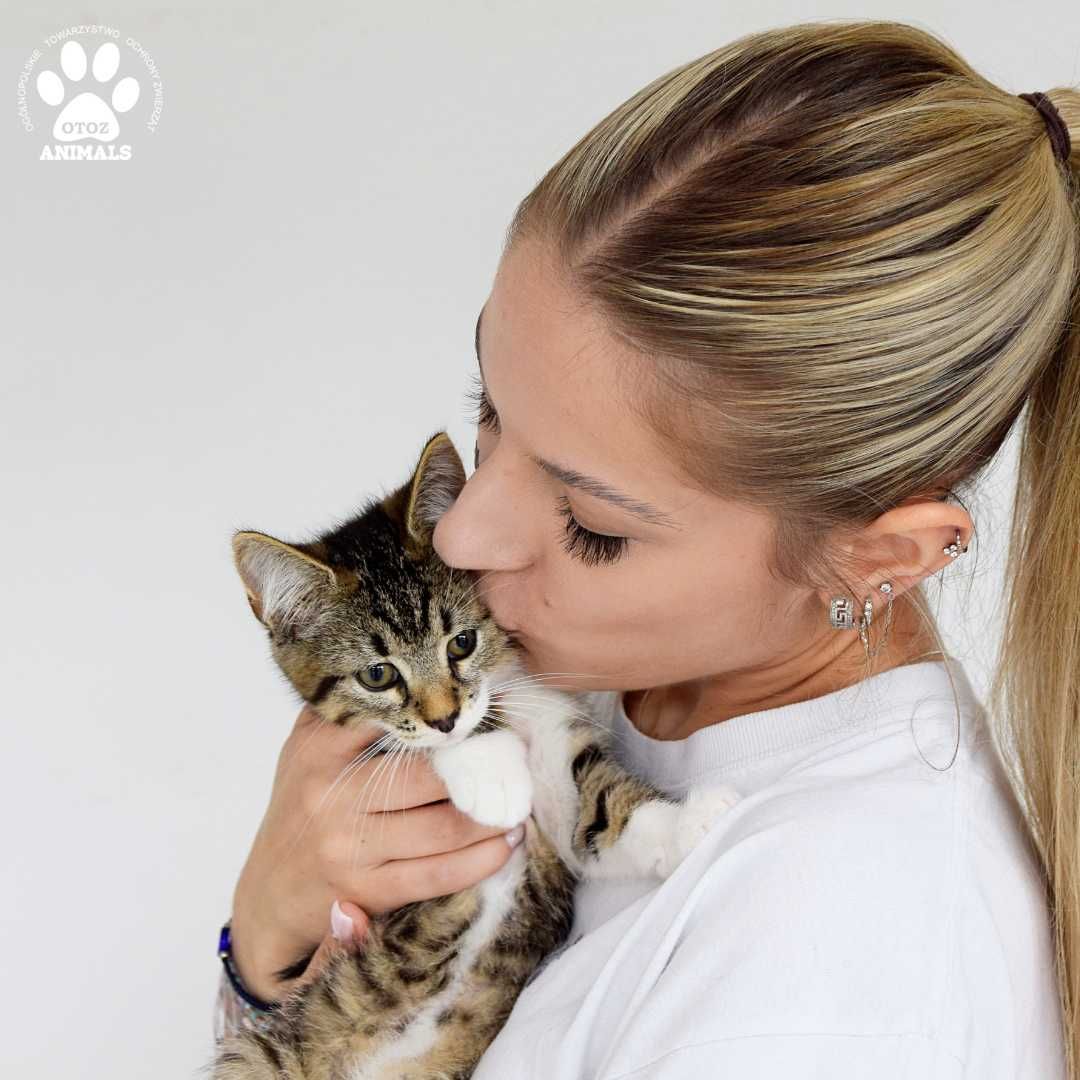Urocza mała kotka Daria do adopcji