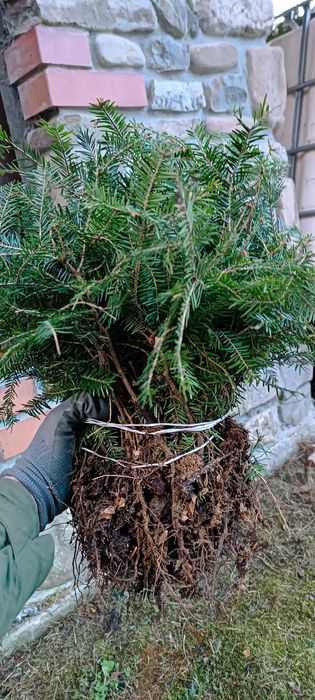 Саджанці  ялиці, ліщини