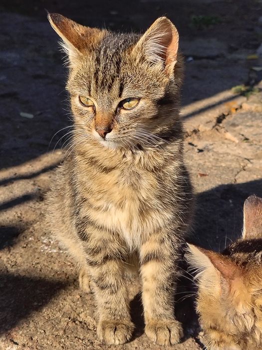 Два сіренький котики хочуть в гарні руки
