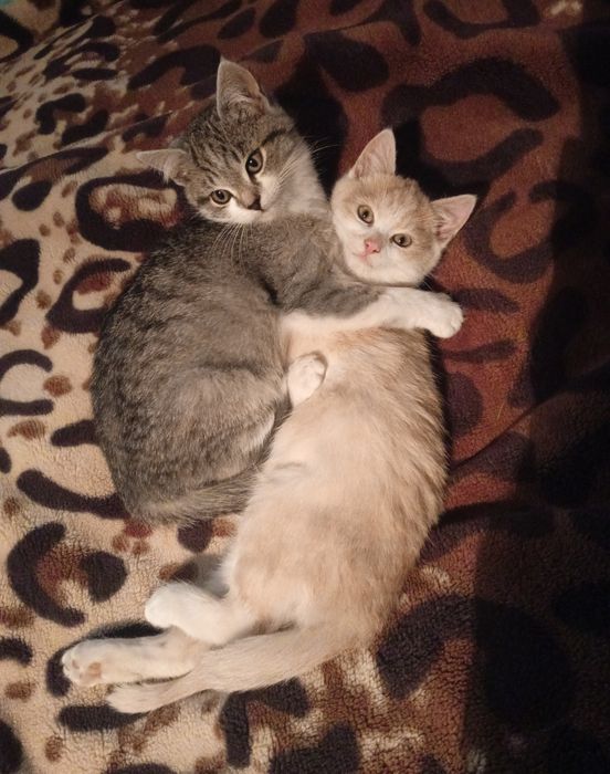 Віддамо котенят у добрі руки